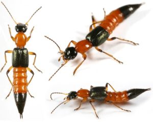 Rove Beetle in Vietnam (kiến ba khoang)