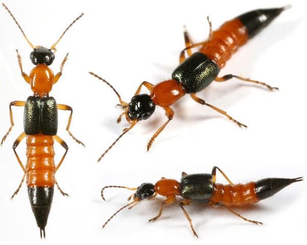 Rove Beetle in Vietnam (kiến ba khoang)